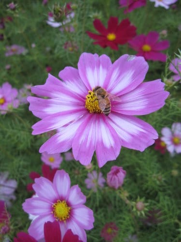 2012 新社花海台中國際花毯節 七彩花毯…美美美 (上)