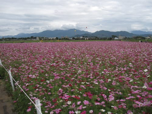 2012 新社花海台中國際花毯節 七彩花毯…美美美 (上)