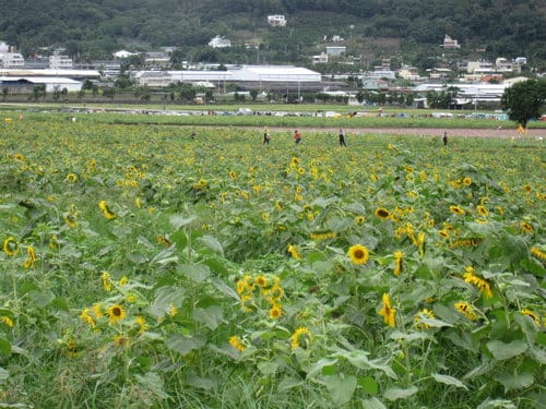2012 新社花海台中國際花毯節 七彩花毯…美美美 (上)