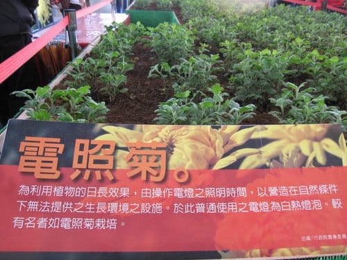 2012 新社花海台中國際花毯節 七彩花毯…美美美 (上)