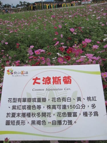 2012 新社花海台中國際花毯節 七彩花毯…美美美 (上)