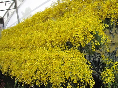 2012 新社花海台中國際花毯節 七彩花毯…美美美 (上)