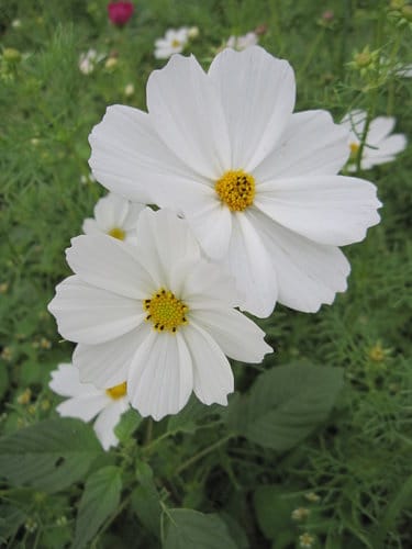 2012 新社花海台中國際花毯節 七彩花毯…美美美 (上)