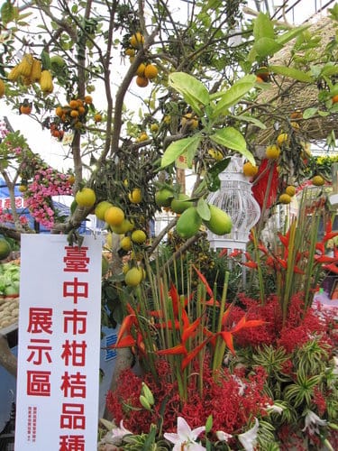 2012 新社花海台中國際花毯節 七彩花毯…美美美 (上)