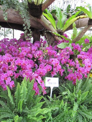 2012 新社花海台中國際花毯節 七彩花毯…美美美 (上)