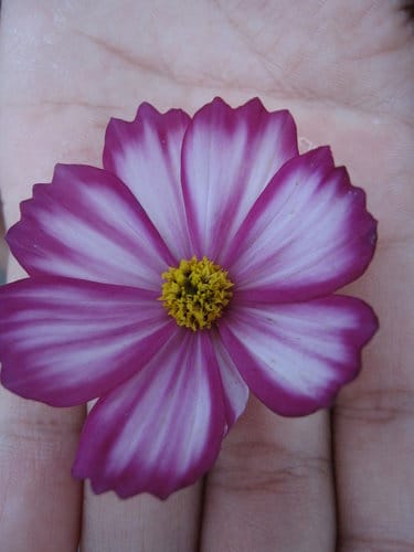 2012 新社花海台中國際花毯節 七彩花毯…美美美 (上)