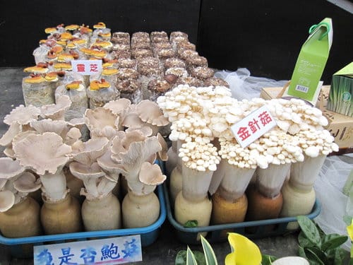 2012 新社花海台中國際花毯節 七彩花毯…美美美 (上)