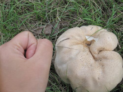 親子休閒遊憩的好去處台中都會公園