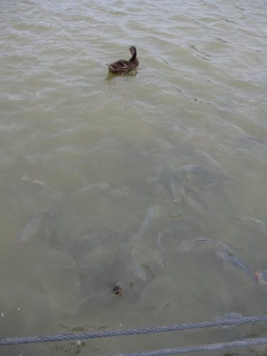 親子休閒遊憩的好去處台中都會公園