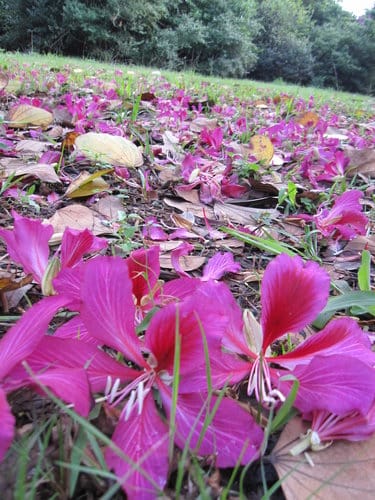 親子休閒遊憩的好去處台中都會公園