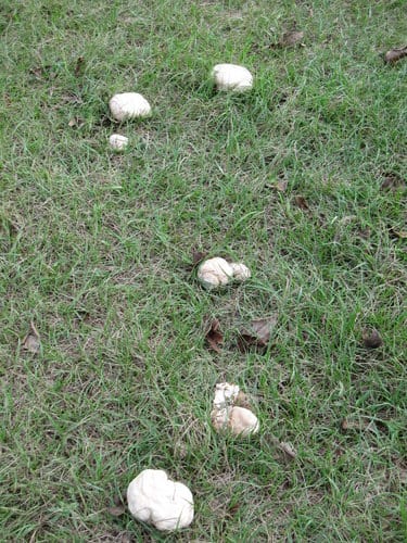 親子休閒遊憩的好去處台中都會公園