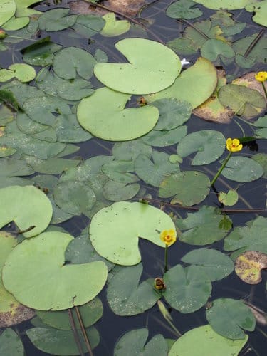 親子休閒遊憩的好去處台中都會公園