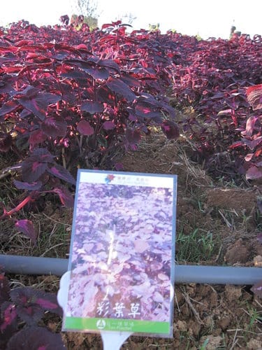 2012南投花卉嘉年華 賞花去 2012.12/162013.1/20止