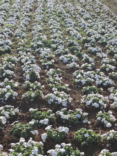 2012南投花卉嘉年華 賞花去 2012.12/162013.1/20止