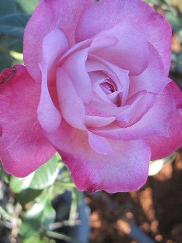 2012南投花卉嘉年華 賞花去 2012.12/162013.1/20止