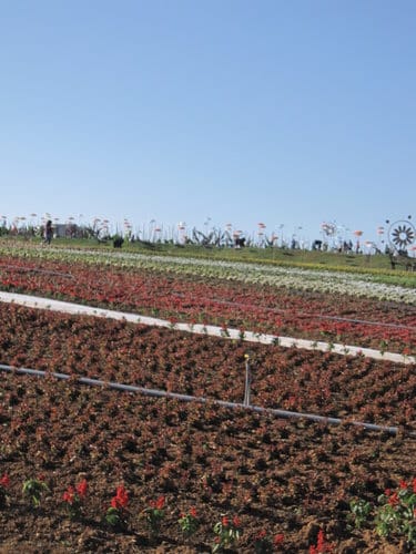 2012南投花卉嘉年華 賞花去 2012.12/162013.1/20止