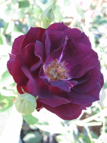 2012南投花卉嘉年華 賞花去 2012.12/162013.1/20止
