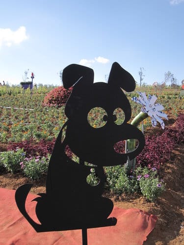 2012南投花卉嘉年華 賞花去 2012.12/162013.1/20止