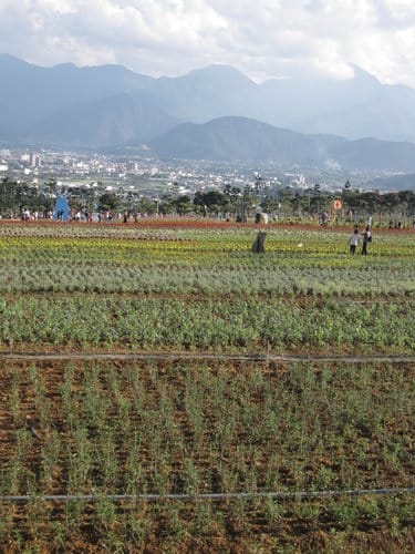 2012南投花卉嘉年華 賞花去 2012.12/162013.1/20止