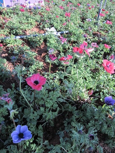 2012南投花卉嘉年華 賞花去 2012.12/162013.1/20止