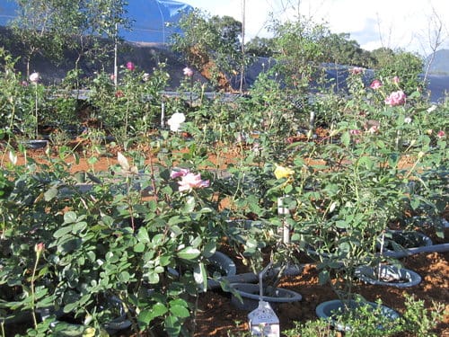 2012南投花卉嘉年華 賞花去 2012.12/162013.1/20止
