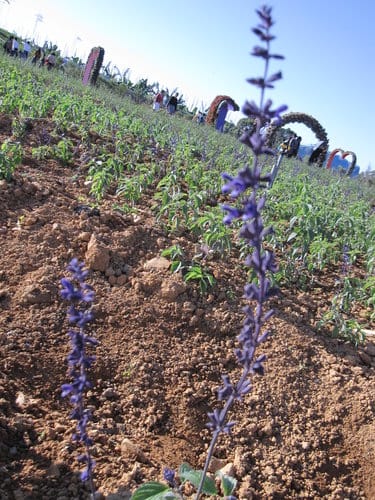 2012南投花卉嘉年華 賞花去 2012.12/162013.1/20止
