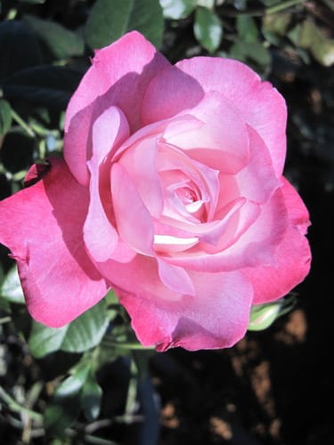 2012南投花卉嘉年華 賞花去 2012.12/162013.1/20止