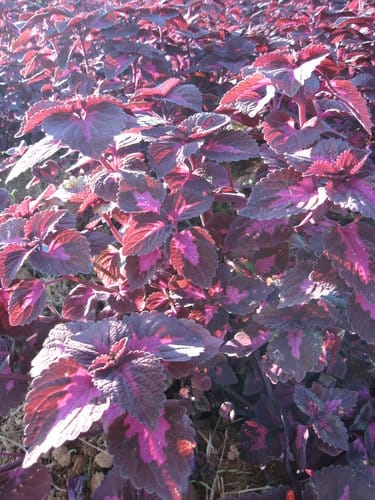 2012南投花卉嘉年華 賞花去 2012.12/162013.1/20止