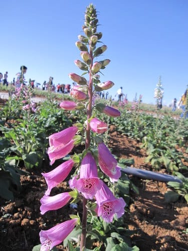 2012南投花卉嘉年華 賞花去 2012.12/162013.1/20止