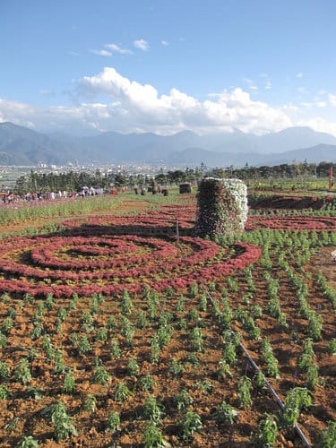 2012南投花卉嘉年華 賞花去 2012.12/162013.1/20止