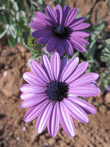 2012南投花卉嘉年華 賞花去 2012.12/162013.1/20止