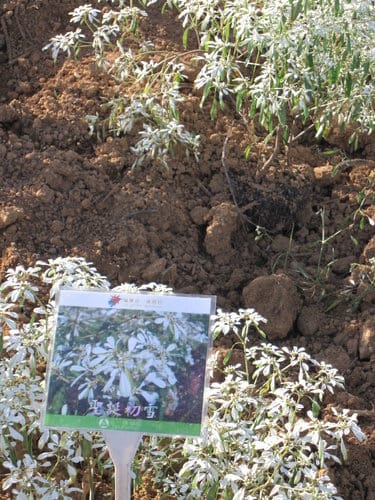 2012南投花卉嘉年華 賞花去 2012.12/162013.1/20止