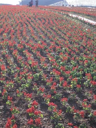 2012南投花卉嘉年華 賞花去 2012.12/162013.1/20止