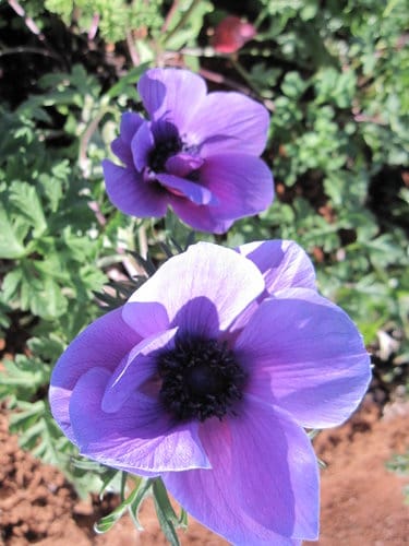 2012南投花卉嘉年華 賞花去 2012.12/162013.1/20止