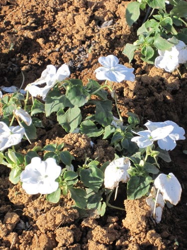 2012南投花卉嘉年華 賞花去 2012.12/162013.1/20止