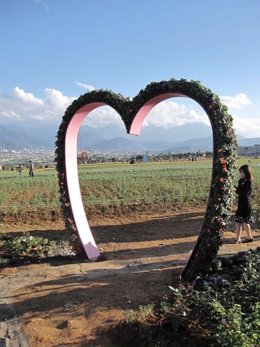 2012南投花卉嘉年華 賞花去 2012.12/162013.1/20止