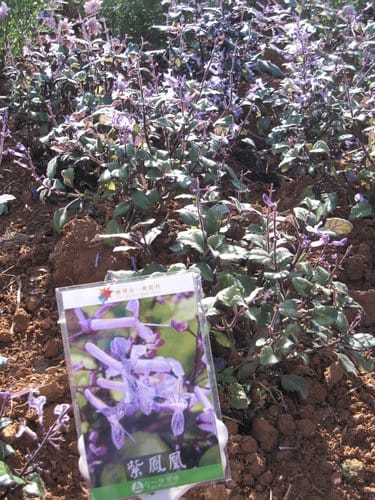 2012南投花卉嘉年華 賞花去 2012.12/162013.1/20止