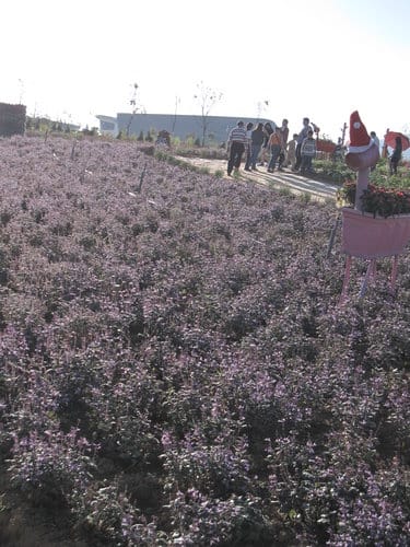2012南投花卉嘉年華 賞花去 2012.12/162013.1/20止
