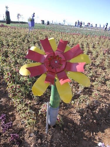 2012南投花卉嘉年華 賞花去 2012.12/162013.1/20止
