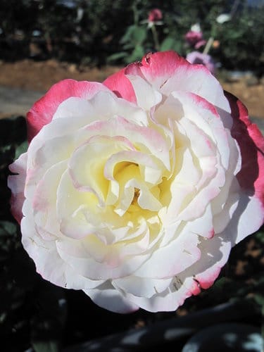 2012南投花卉嘉年華 賞花去 2012.12/162013.1/20止