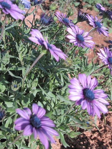 2012南投花卉嘉年華 賞花去 2012.12/162013.1/20止