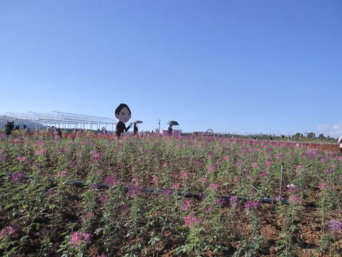 2012南投花卉嘉年華 賞花去 2012.12/162013.1/20止