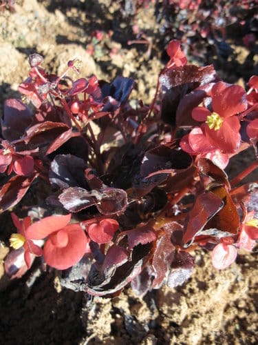 2012南投花卉嘉年華 賞花去 2012.12/162013.1/20止