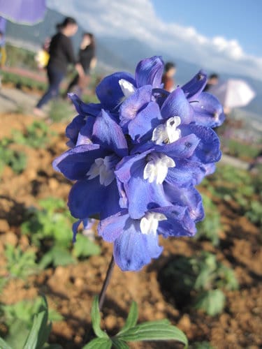 2012南投花卉嘉年華 賞花去 2012.12/162013.1/20止