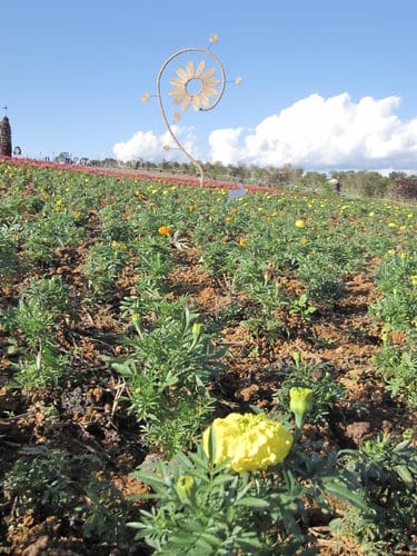 2012南投花卉嘉年華 賞花去 2012.12/162013.1/20止