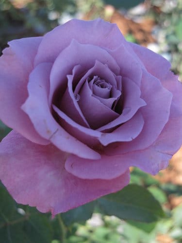 2012南投花卉嘉年華 賞花去 2012.12/162013.1/20止