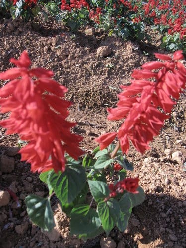2012南投花卉嘉年華 賞花去 2012.12/162013.1/20止