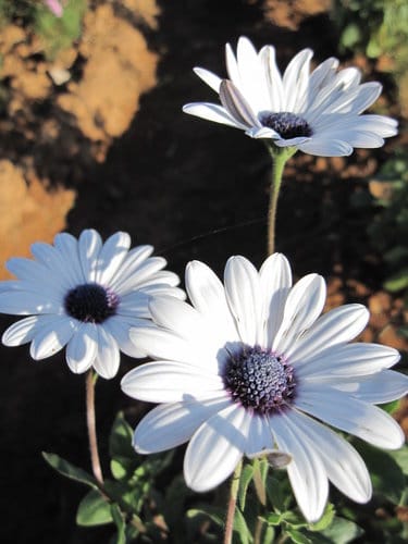 2012南投花卉嘉年華 賞花去 2012.12/162013.1/20止