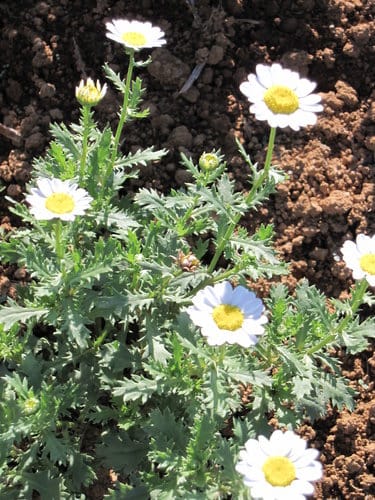 2012南投花卉嘉年華 賞花去 2012.12/162013.1/20止