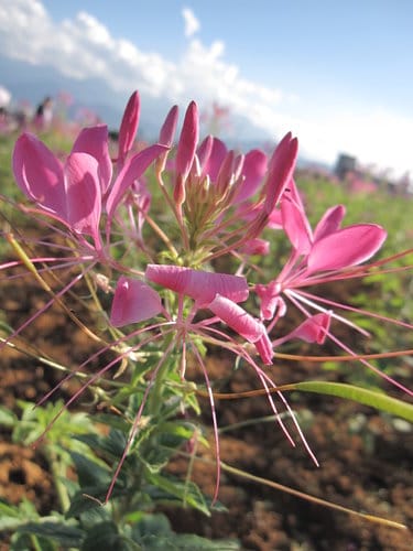 2012南投花卉嘉年華 賞花去 2012.12/162013.1/20止